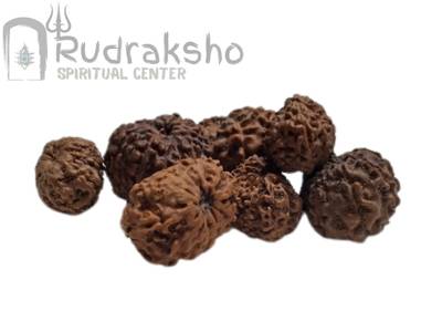 12 Mukhi Rudraksha from Indonesia